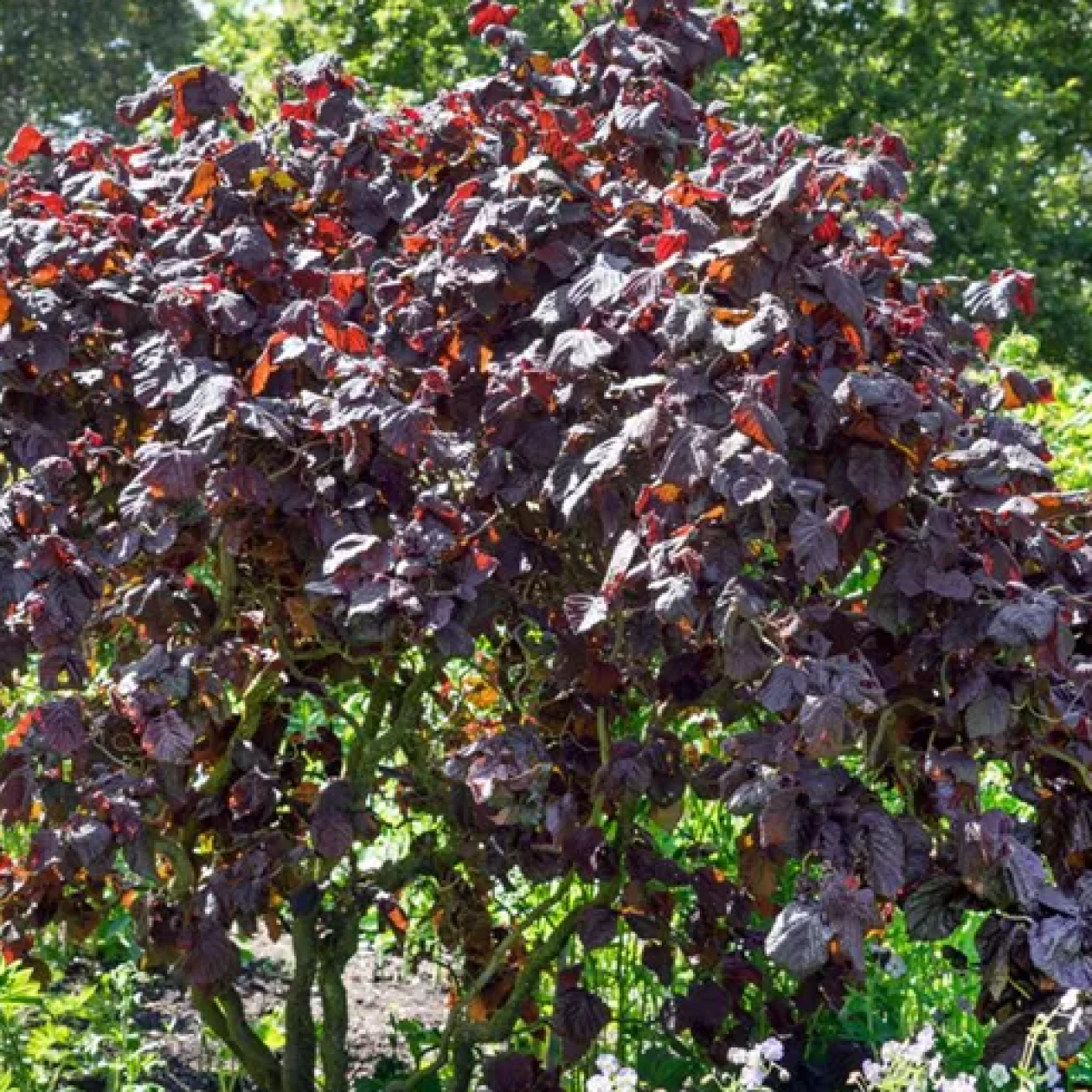 Obrázok Lieska obyčajná (Corylus avellana) ´RED MAJESTIC´ - výška 140-150 cm, kont. C7,5L